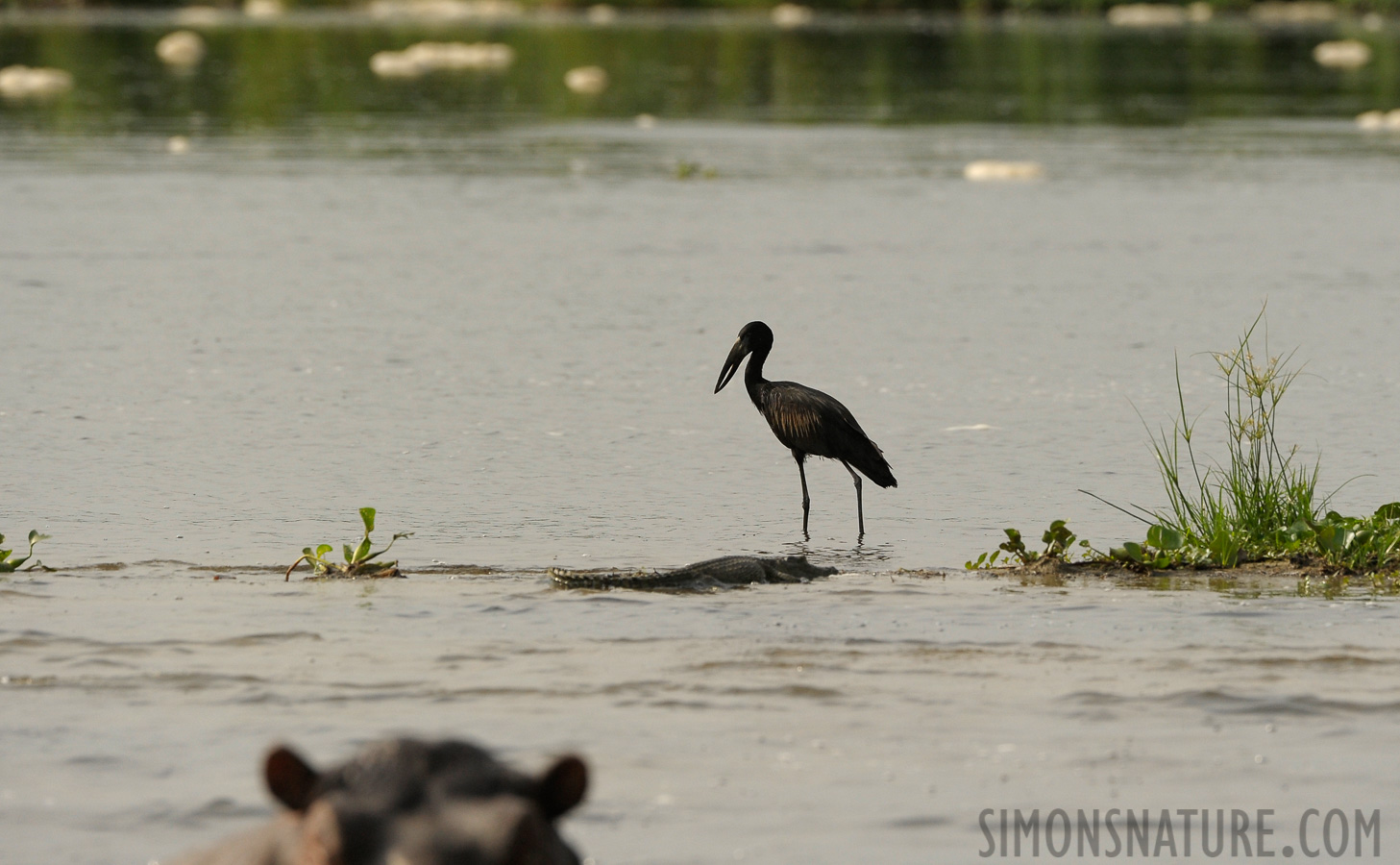 Anastomus lamelligerus lamelligerus [400 mm, 1/2500 sec at f / 7.1, ISO 800]